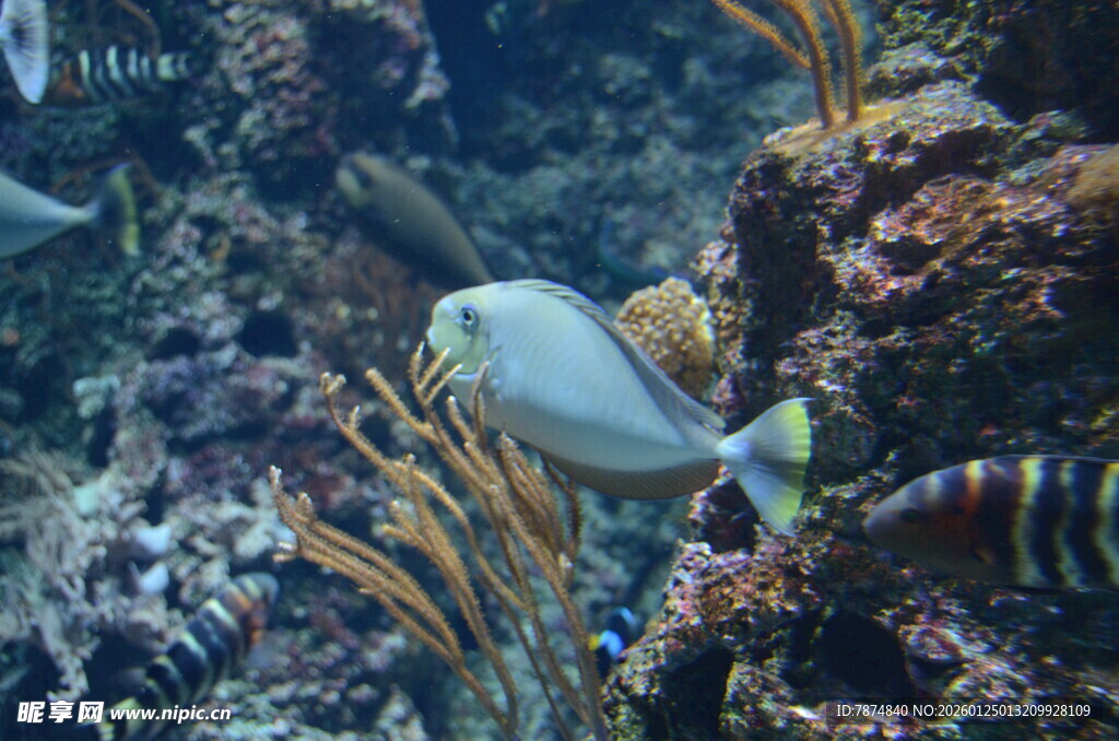 海底多彩鱼类与珊瑚景观