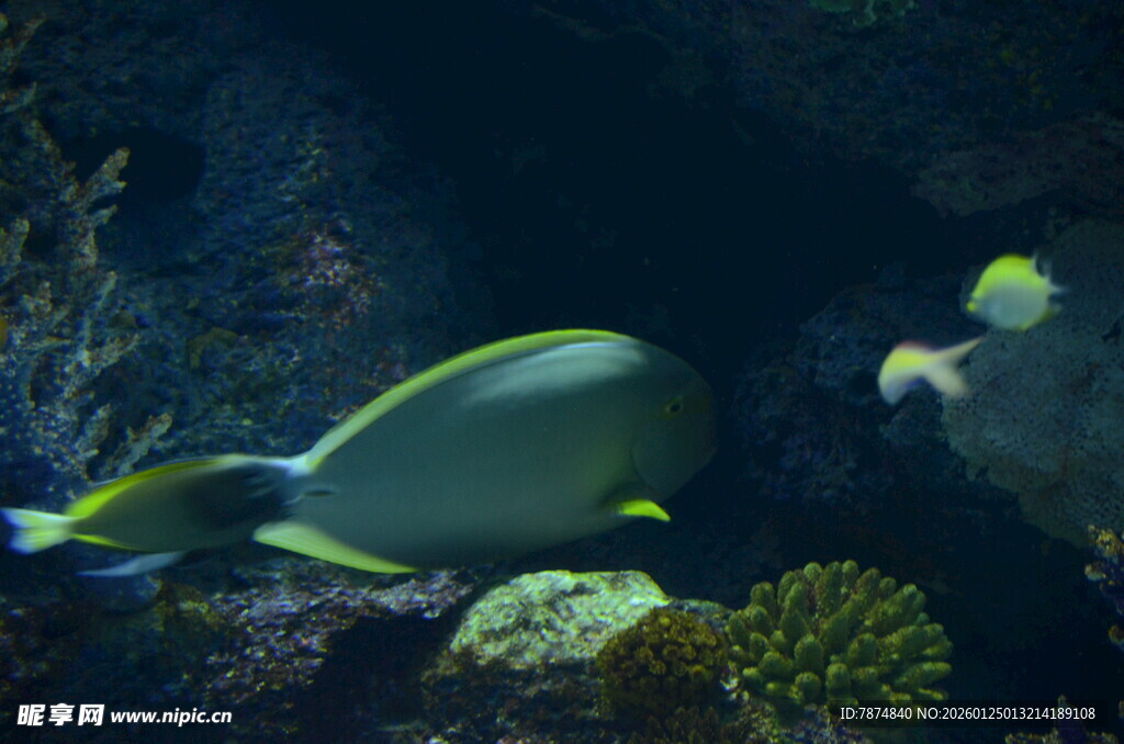 海底游动的美丽热带鱼