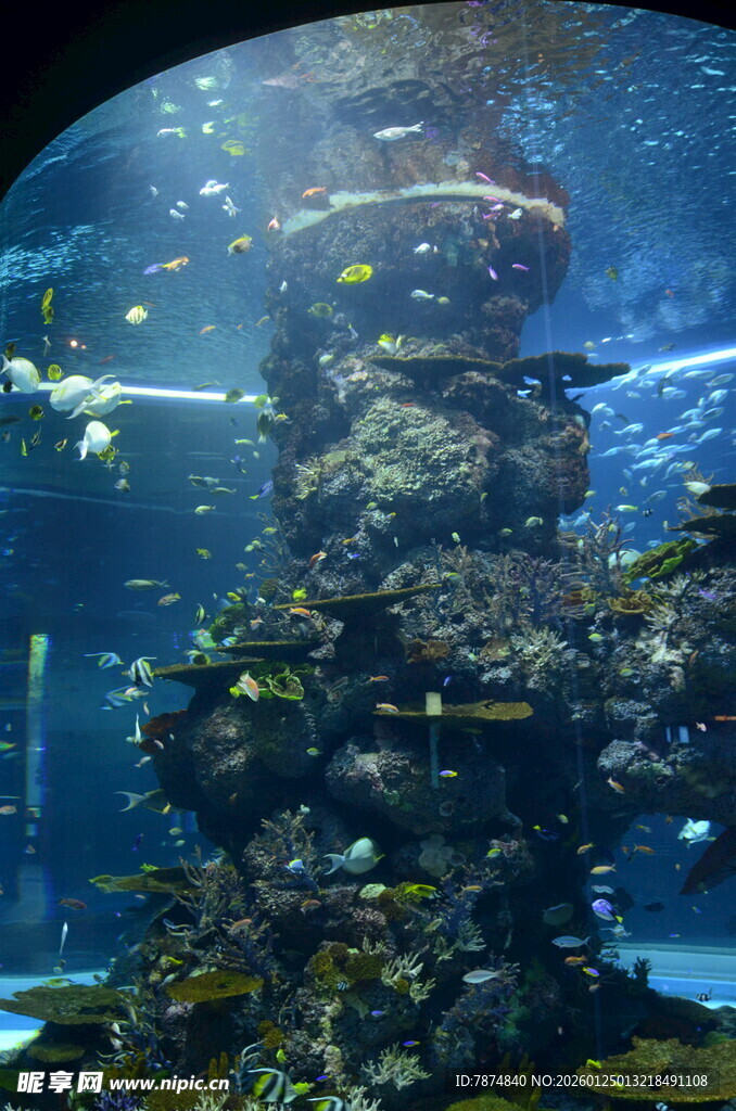 海底珊瑚景观 多彩鱼类穿梭