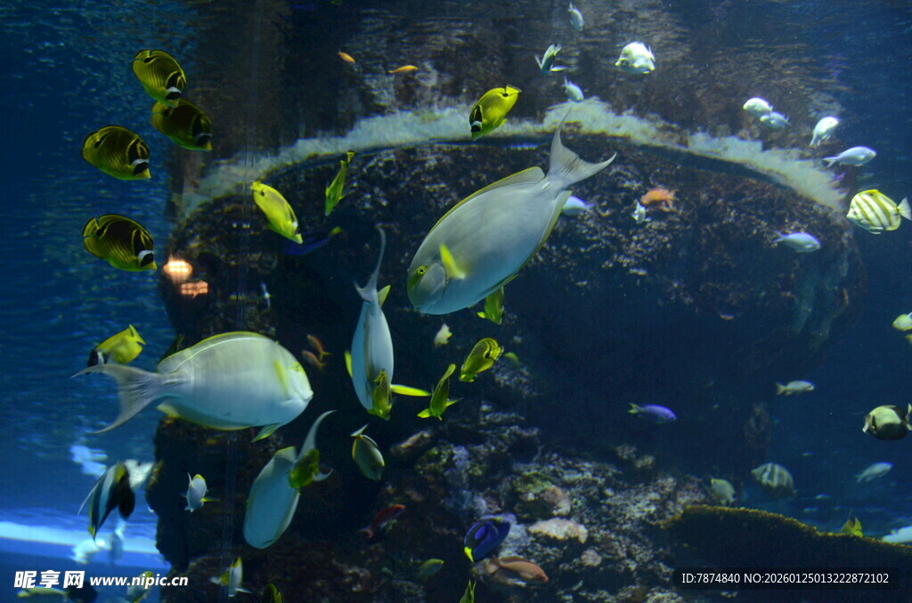海底世界鱼群悠游景象