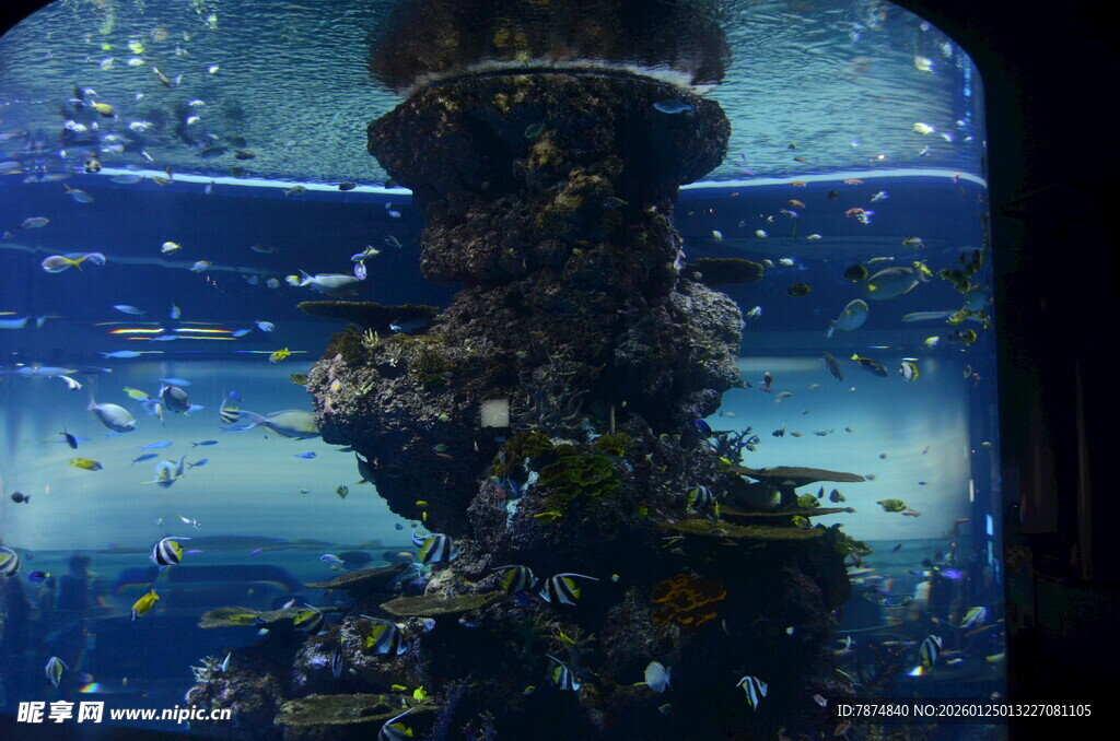 海底奇幻景观珊瑚礁世界