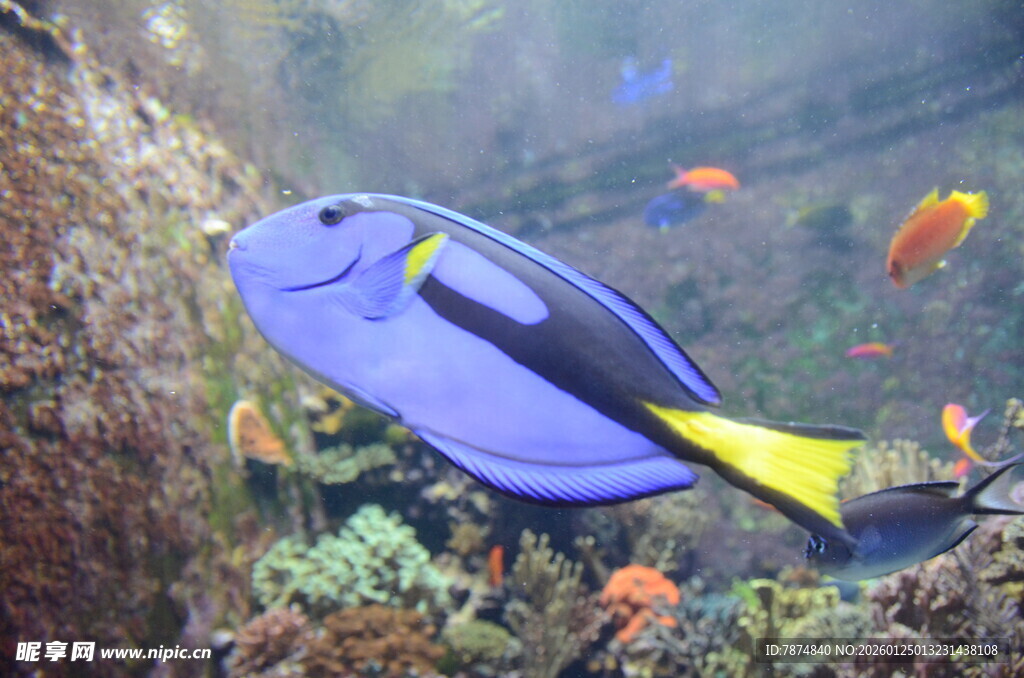蓝色热带鱼悠游珊瑚间