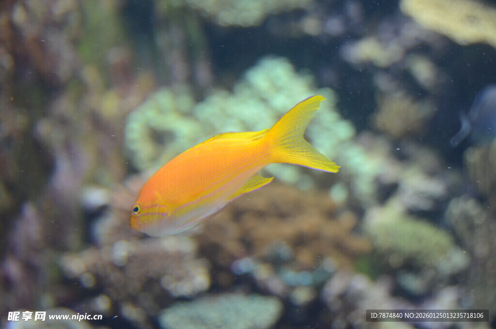 水中畅游的橙色小鱼