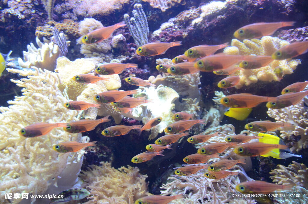 海底珊瑚与多彩小鱼