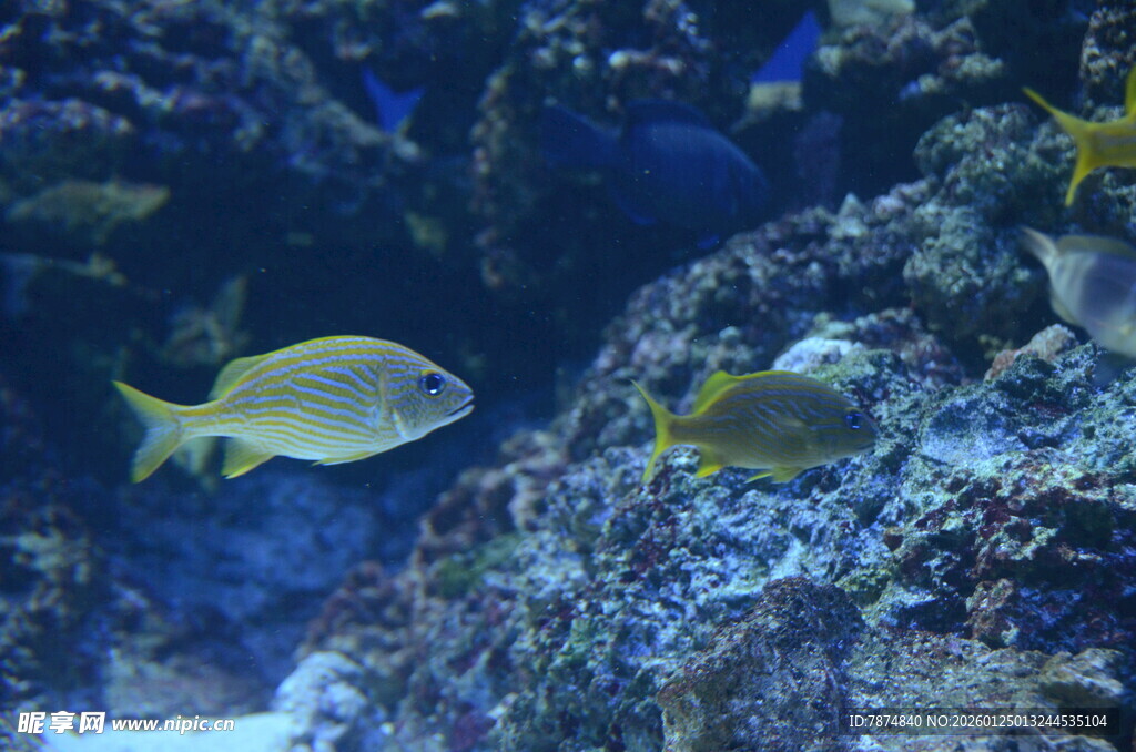 海底游鱼 多彩礁石景观