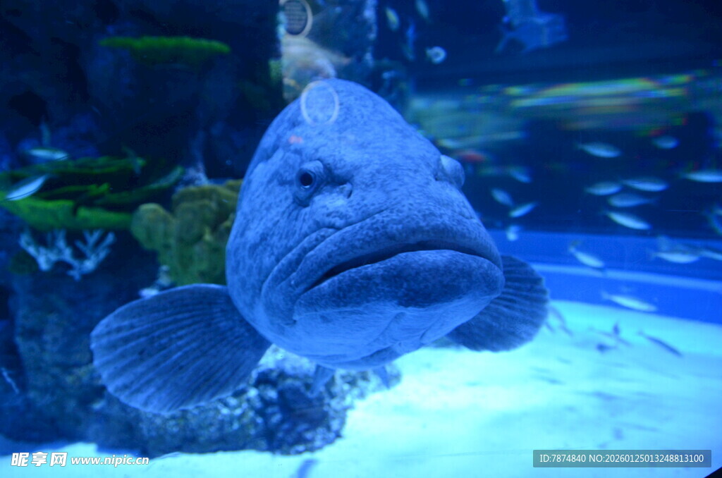 水族馆中的大鱼特写