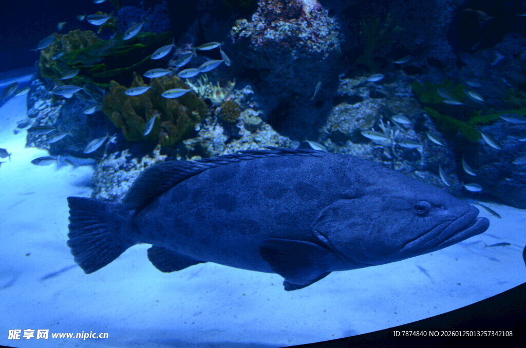 水族馆中的大型深海鱼类