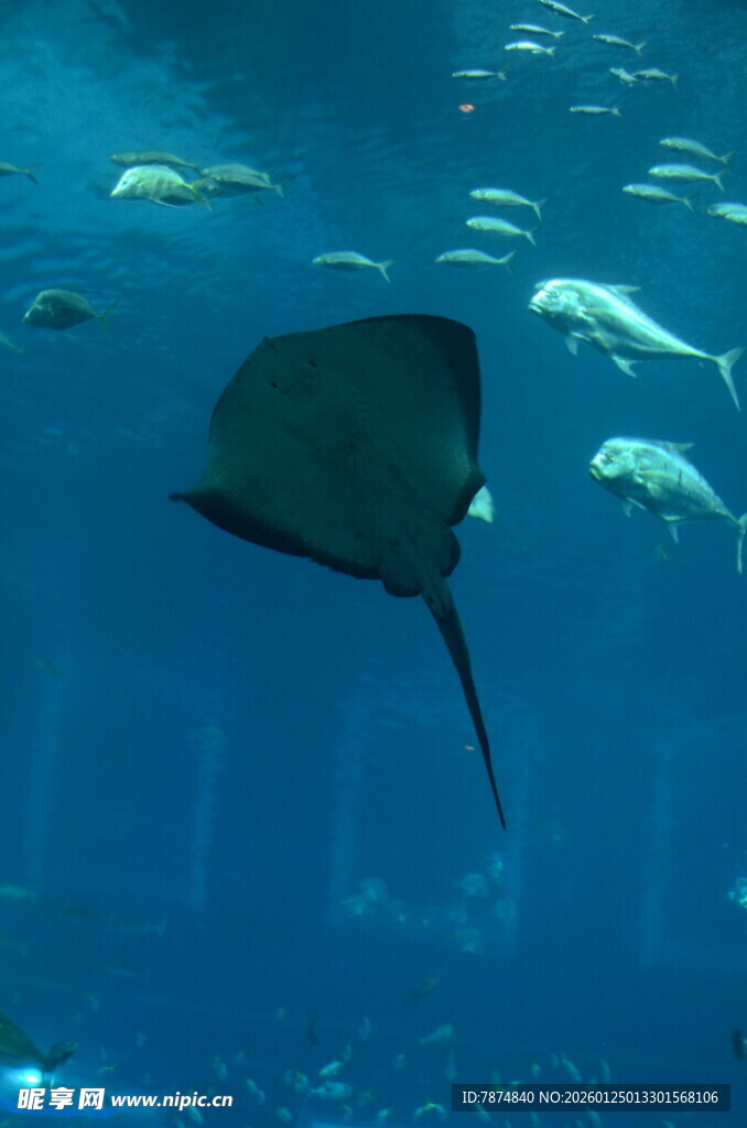 海洋馆中游动的神秘鳐鱼