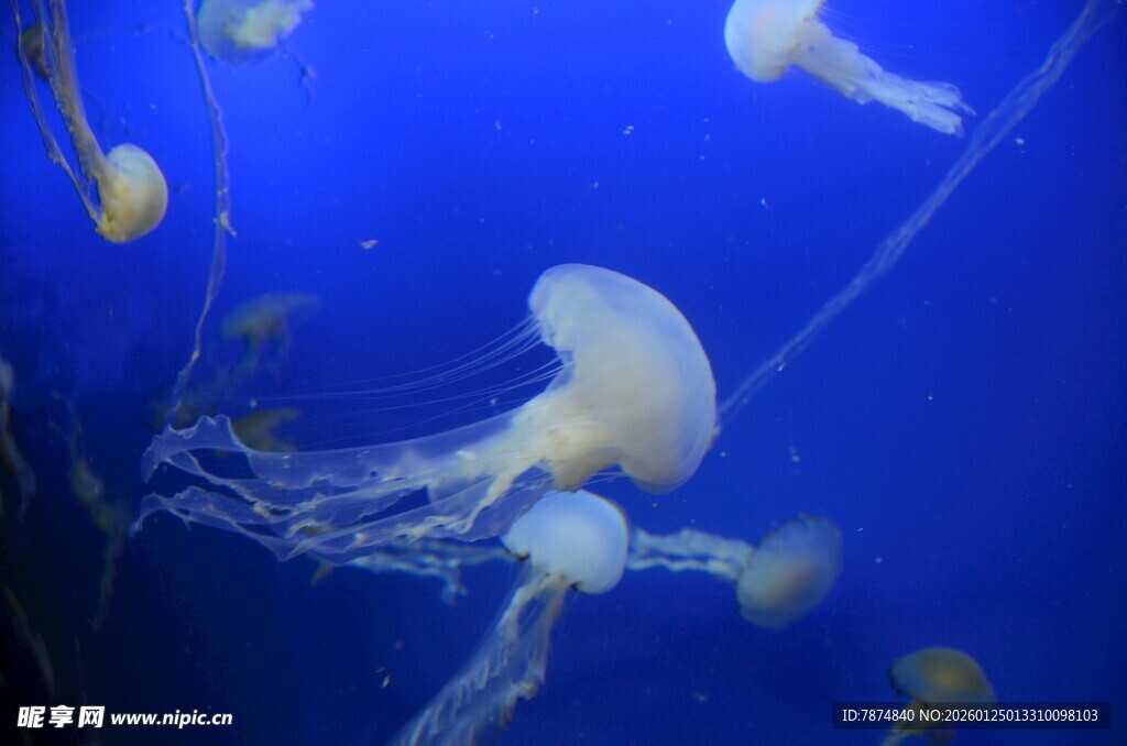 梦幻水母在蓝色海洋中游弋