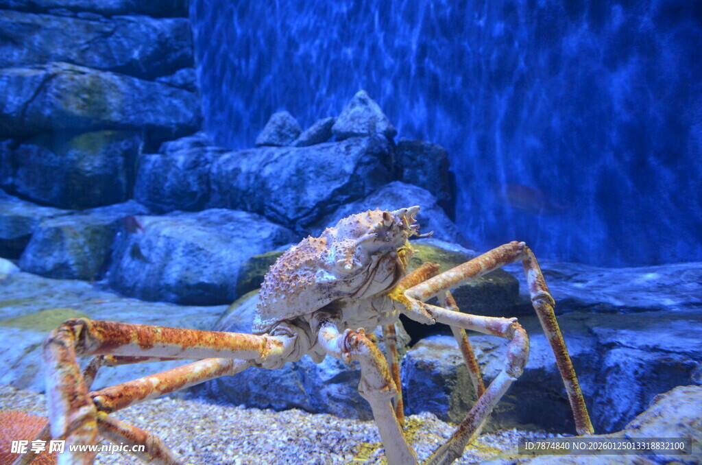 水族馆中的大螃蟹