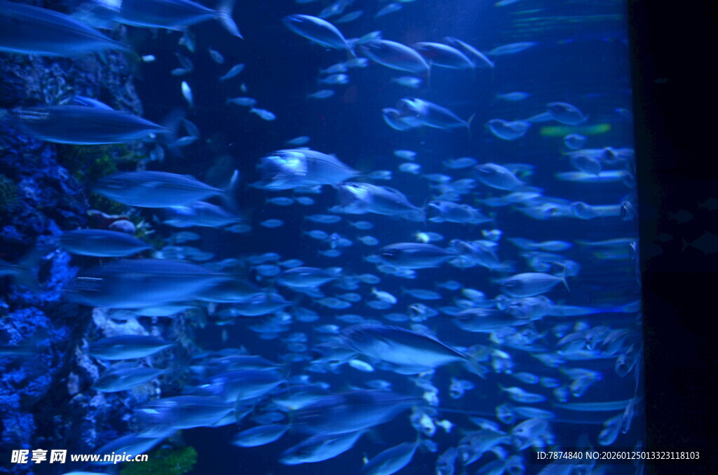 海洋中群游的斑斓鱼群