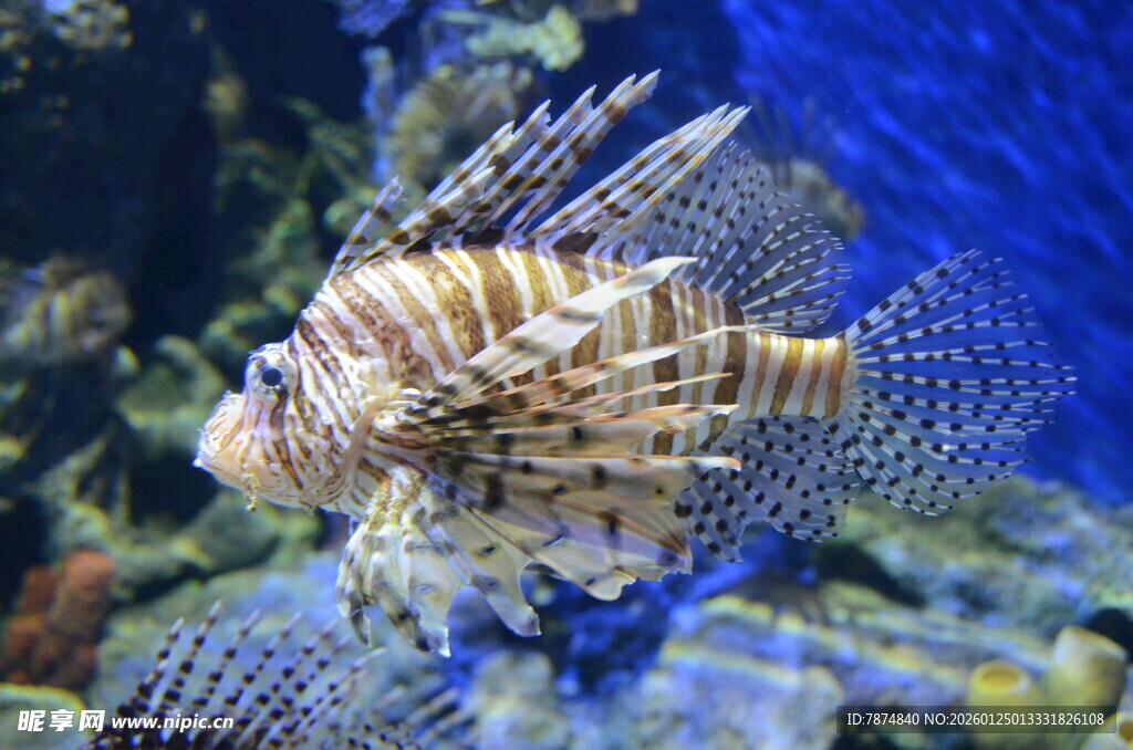 水中斑斓狮子鱼