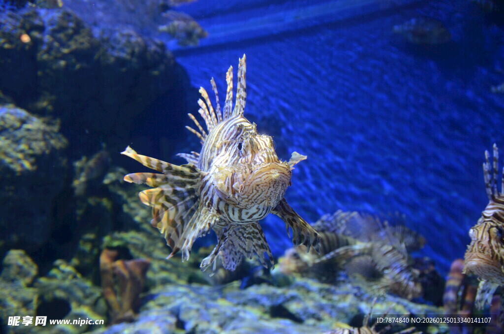 海洋水族馆中的美丽珊瑚