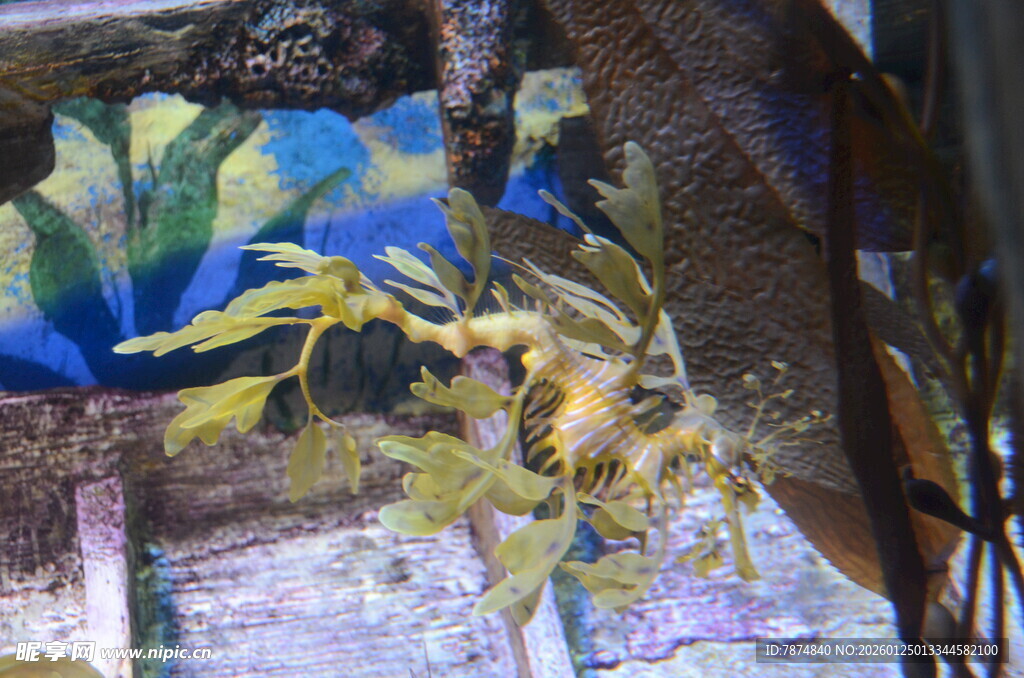 梦幻海洋风艺术装饰画