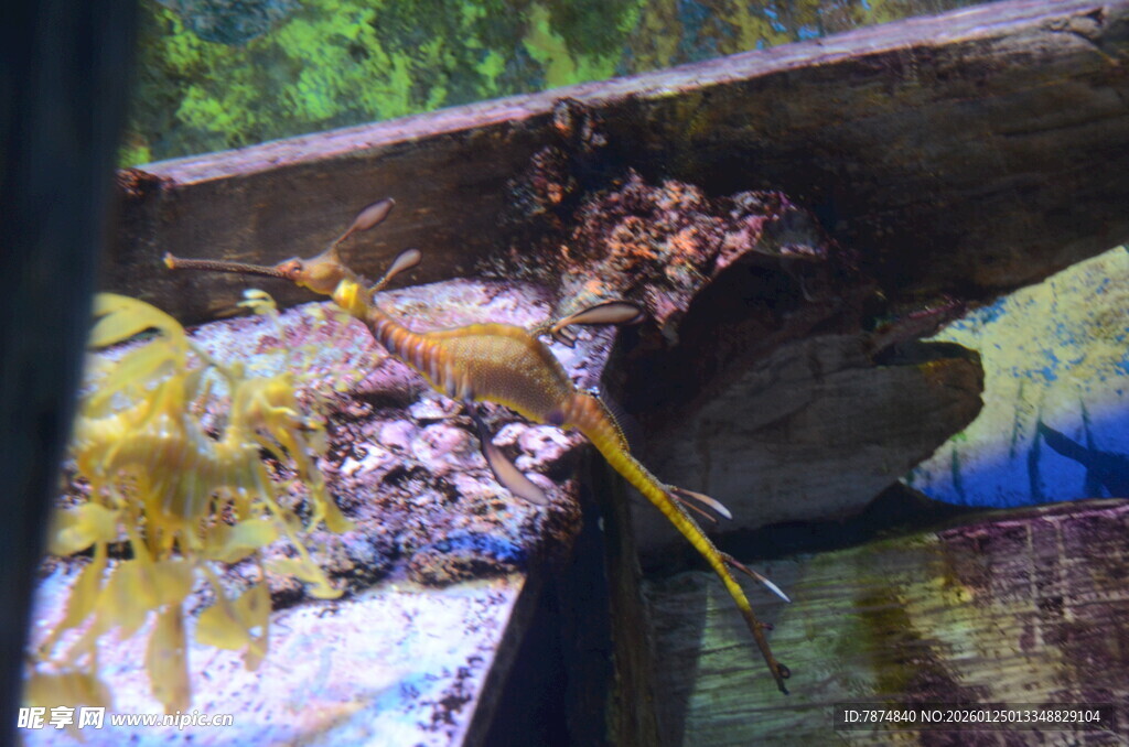 鱼缸中的黄色小鱼