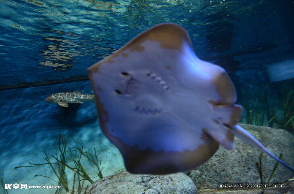 水族馆中的神秘魟鱼
