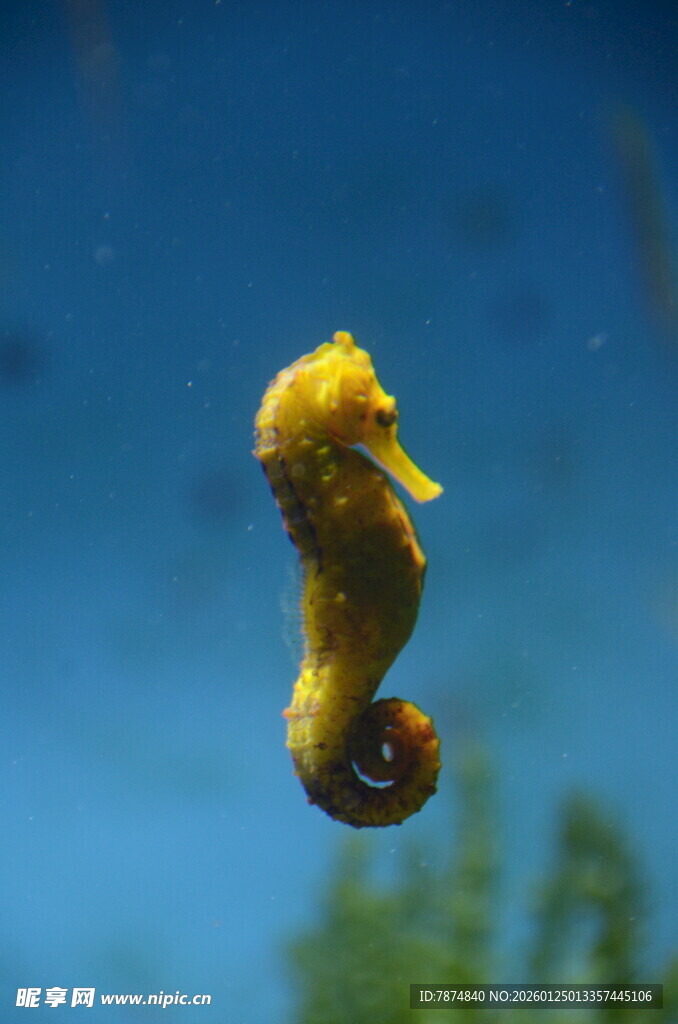 水中灵动的黄色海马