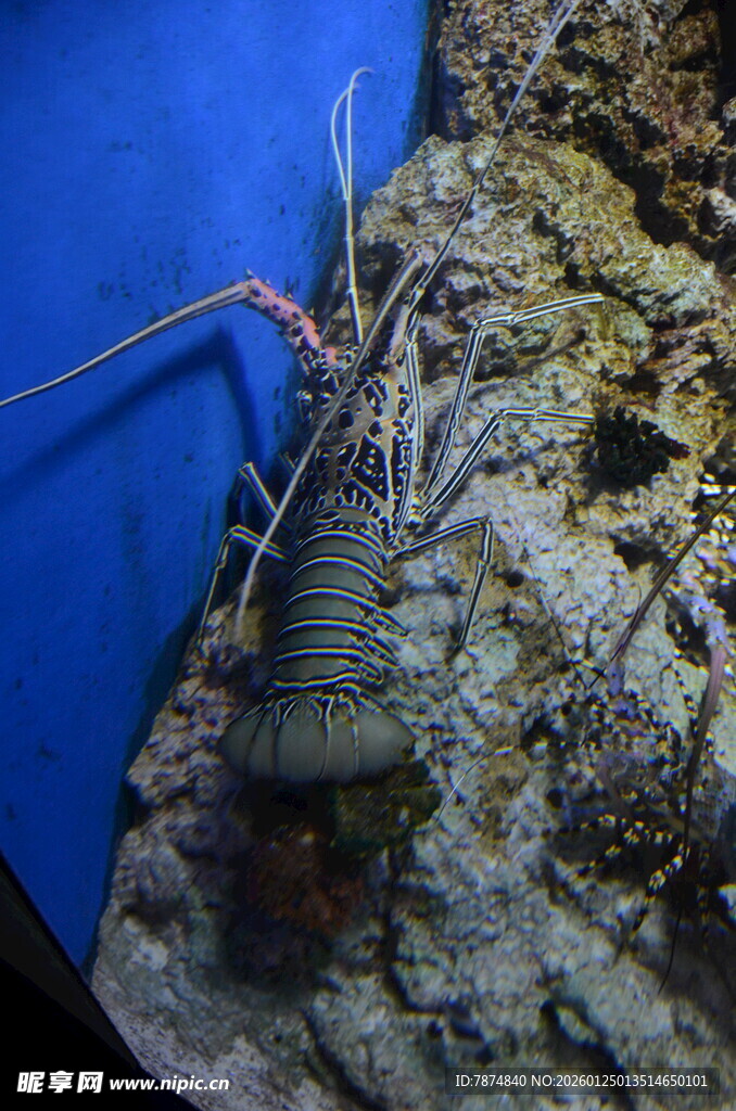 深海中的大龙虾