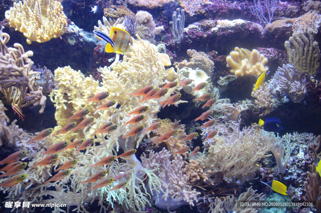 多彩海底珊瑚与斑斓鱼类