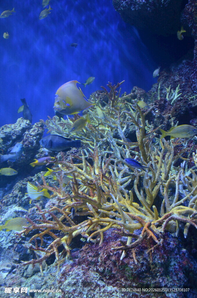 海底多彩珊瑚景观