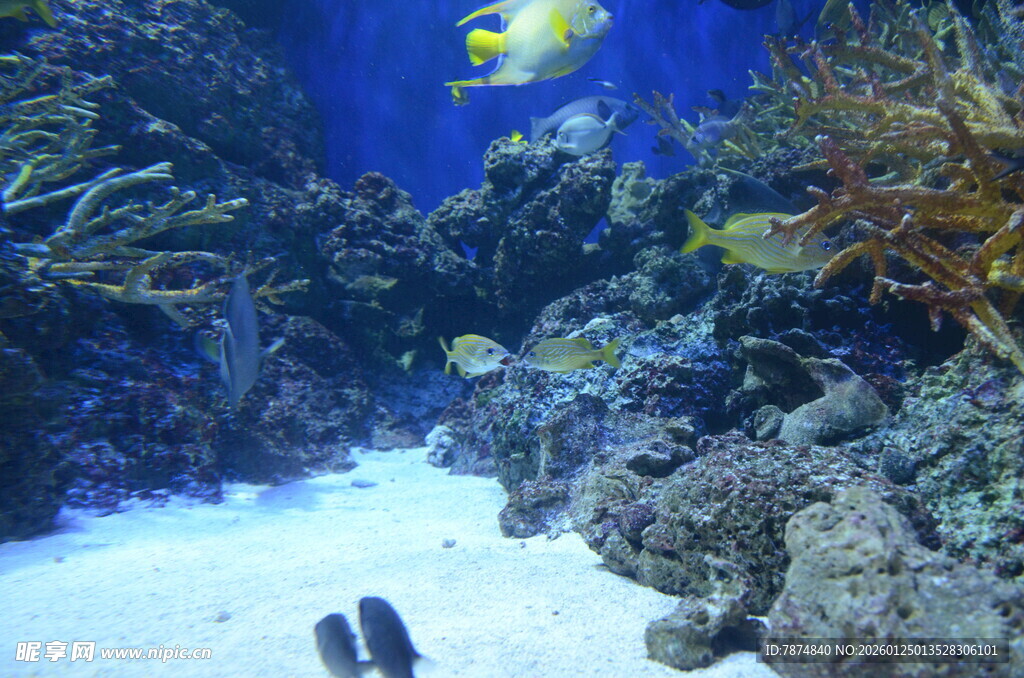 海底世界景象 多彩珊瑚鱼