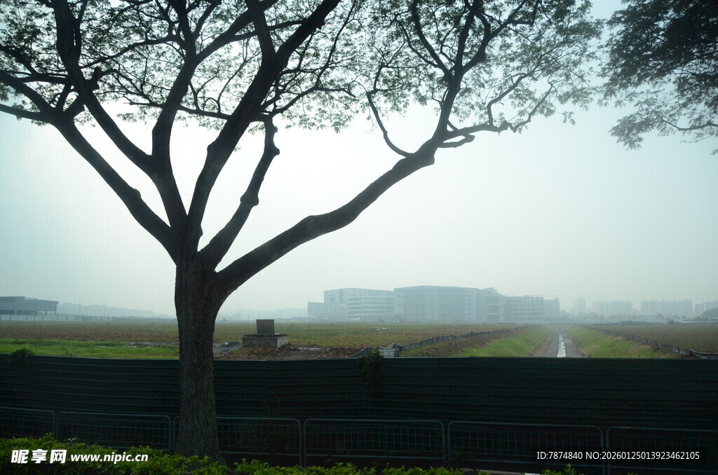 雾中孤树 静谧自然景致