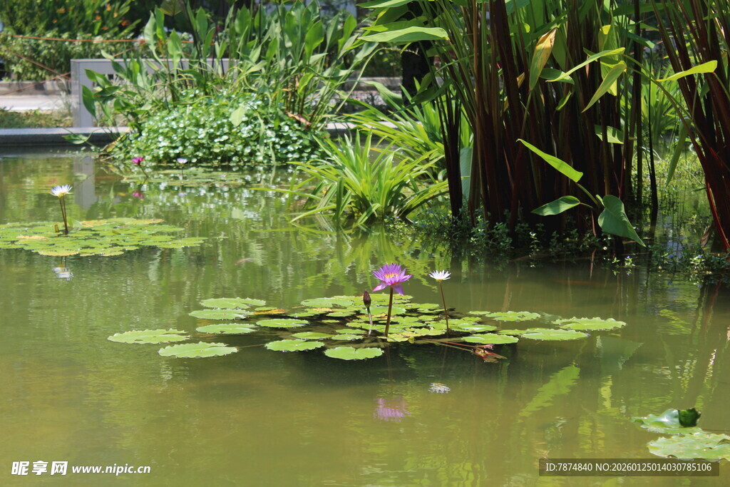 池塘中的睡莲与绿植