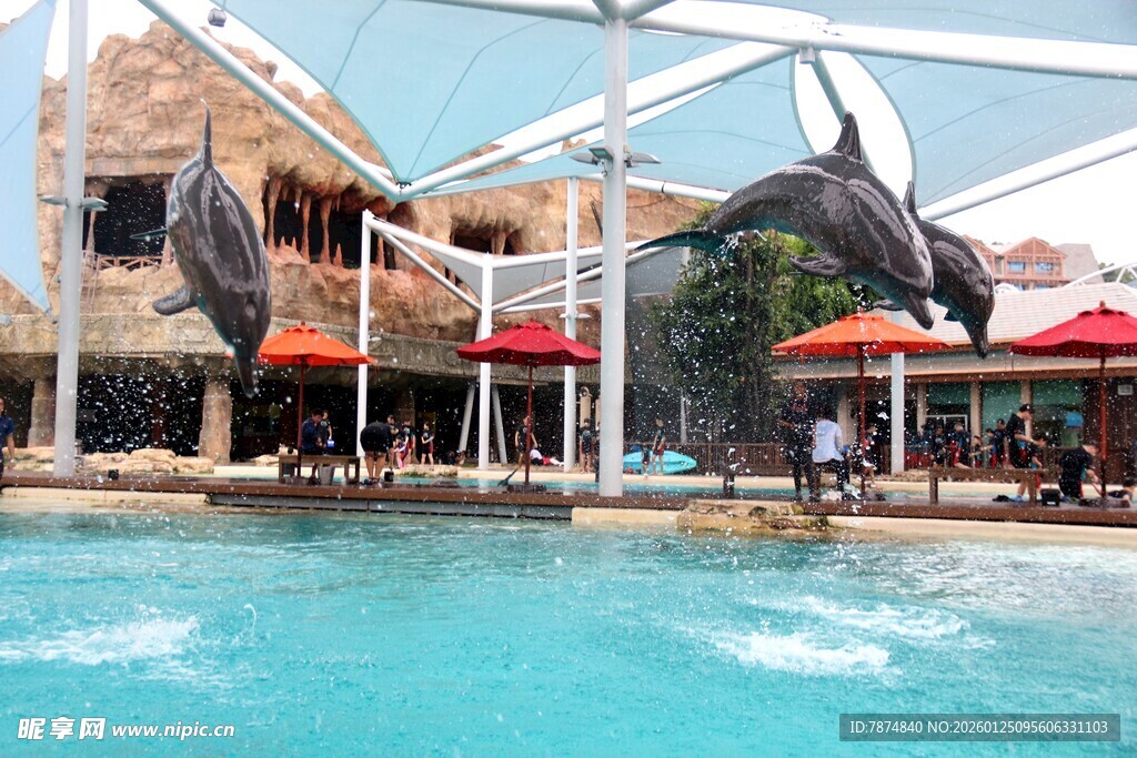 海豚在水池中精彩表演