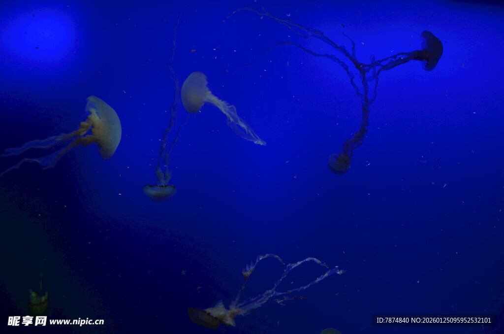 梦幻蓝色水母在水中游动