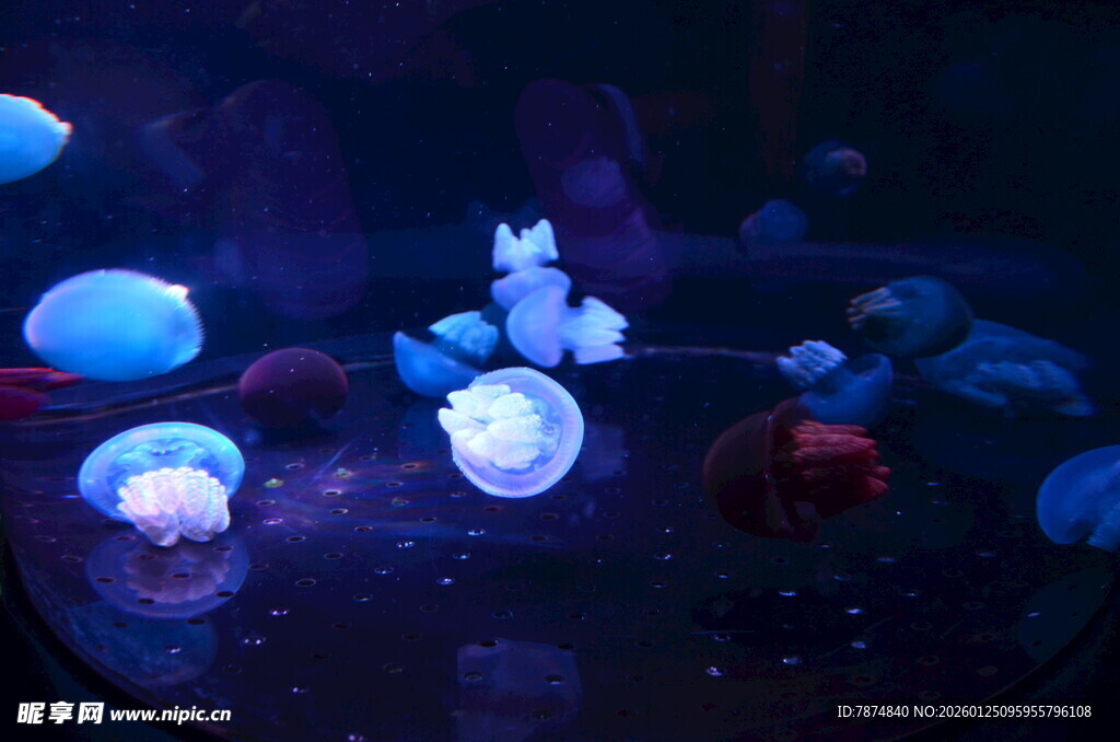 梦幻水母在水中轻盈游动