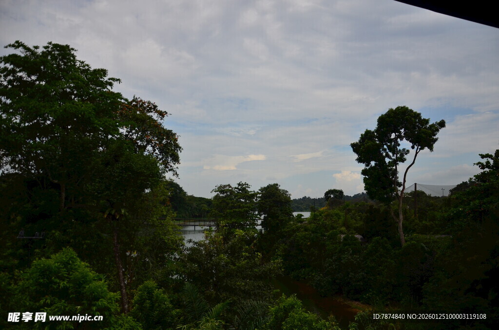 茂密丛林中的天空景观