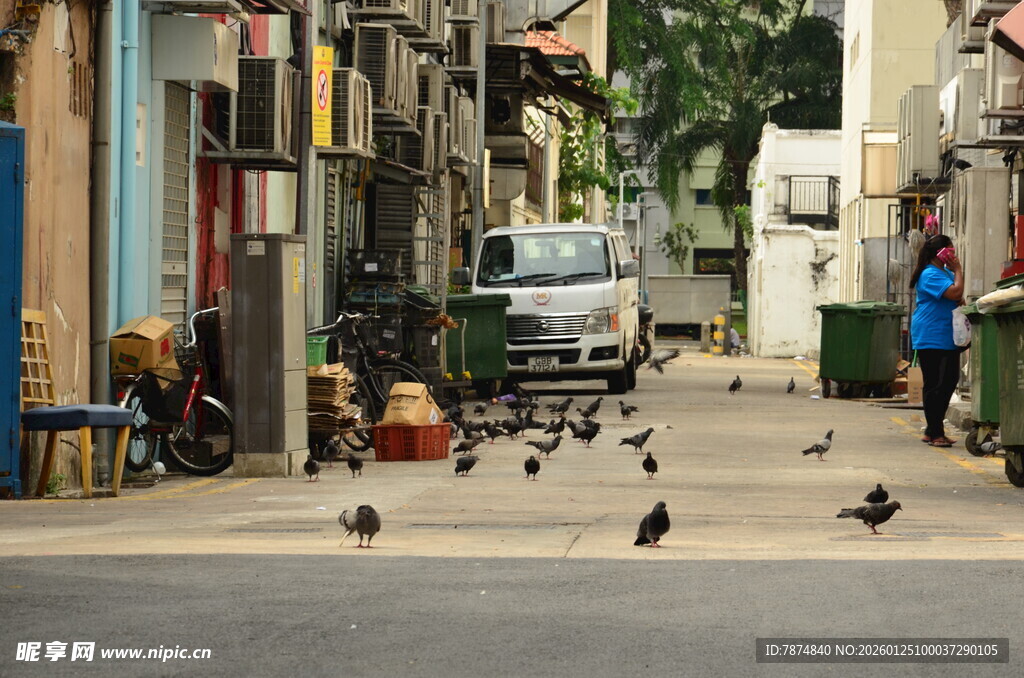 街道上的行人与觅食飞鸟
