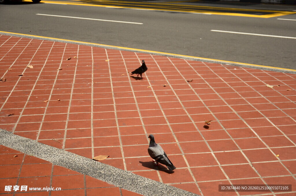 人行道上的几只鸽子