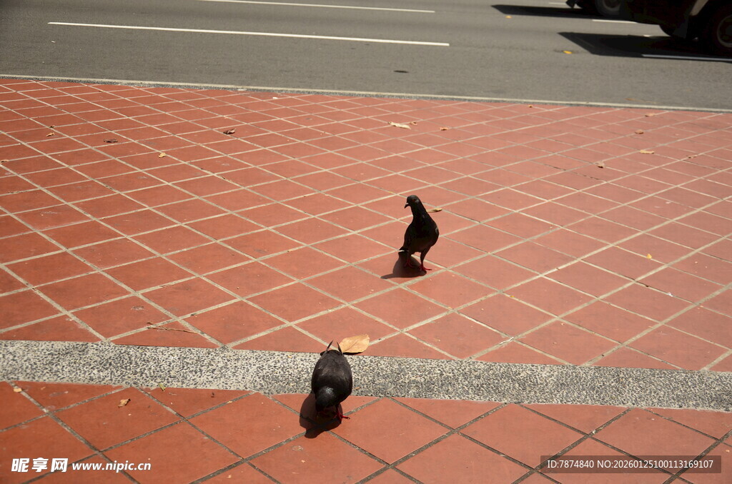 红砖地面上的两只小鸟