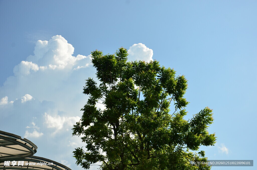 蓝天绿树景象