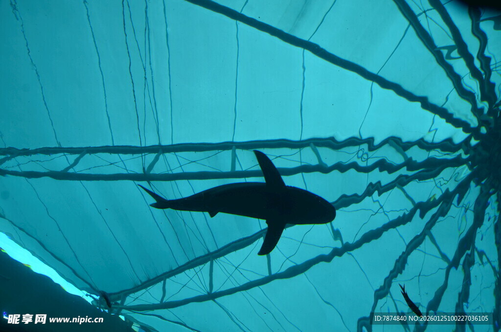 水族馆中遨游的虎鲸