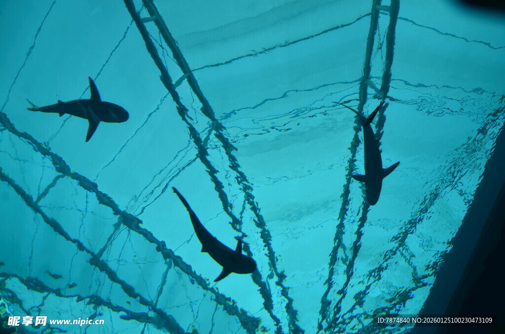 透过船底看游动的鲨鱼