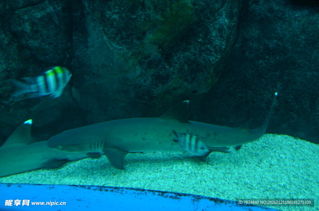 水族馆内的多彩鱼类