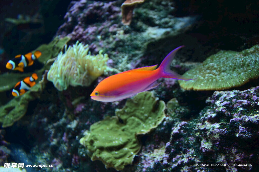 多彩海水鱼悠游珊瑚间