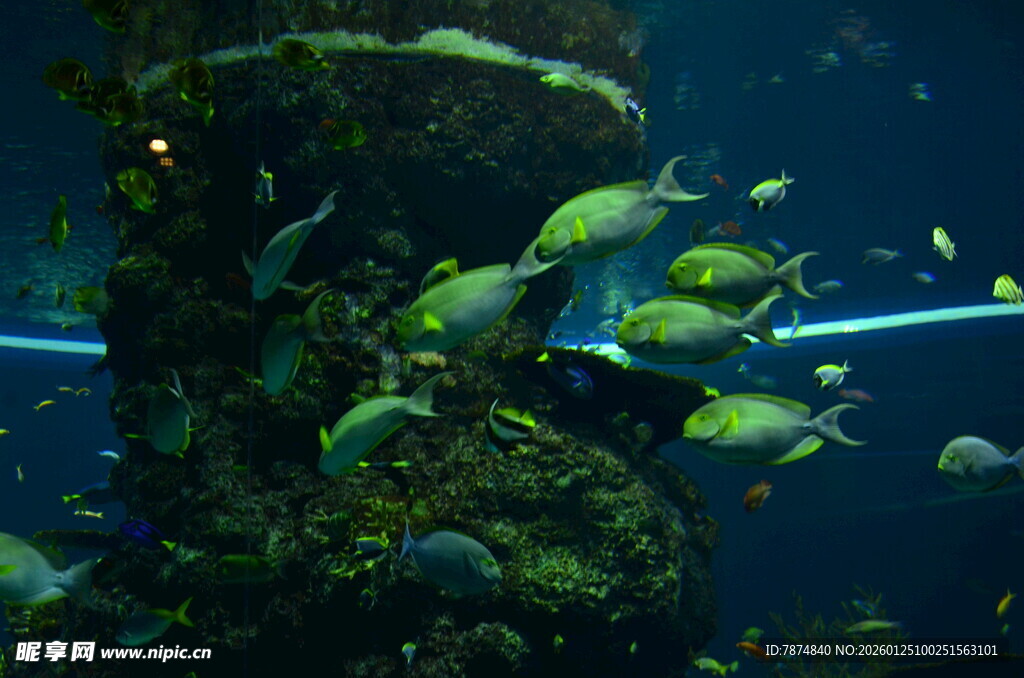 水族馆内群鱼畅游景象