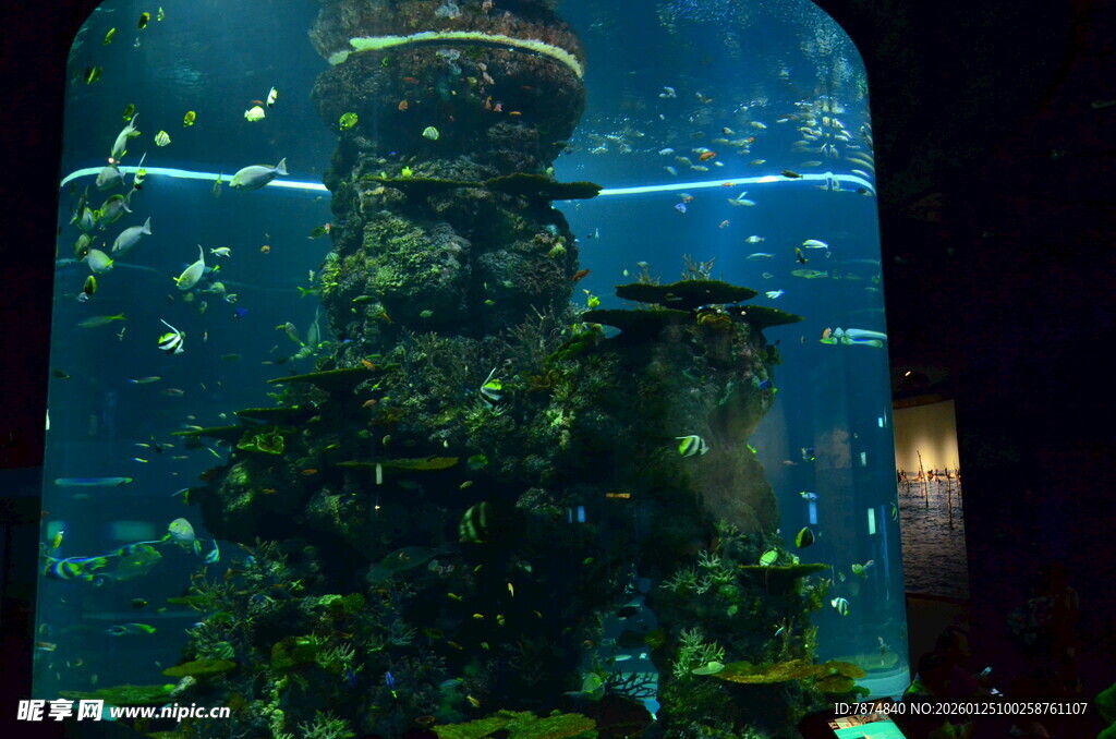 梦幻水族景观 多彩水下世界