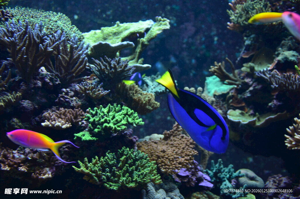 多彩海底鱼群与珊瑚景观