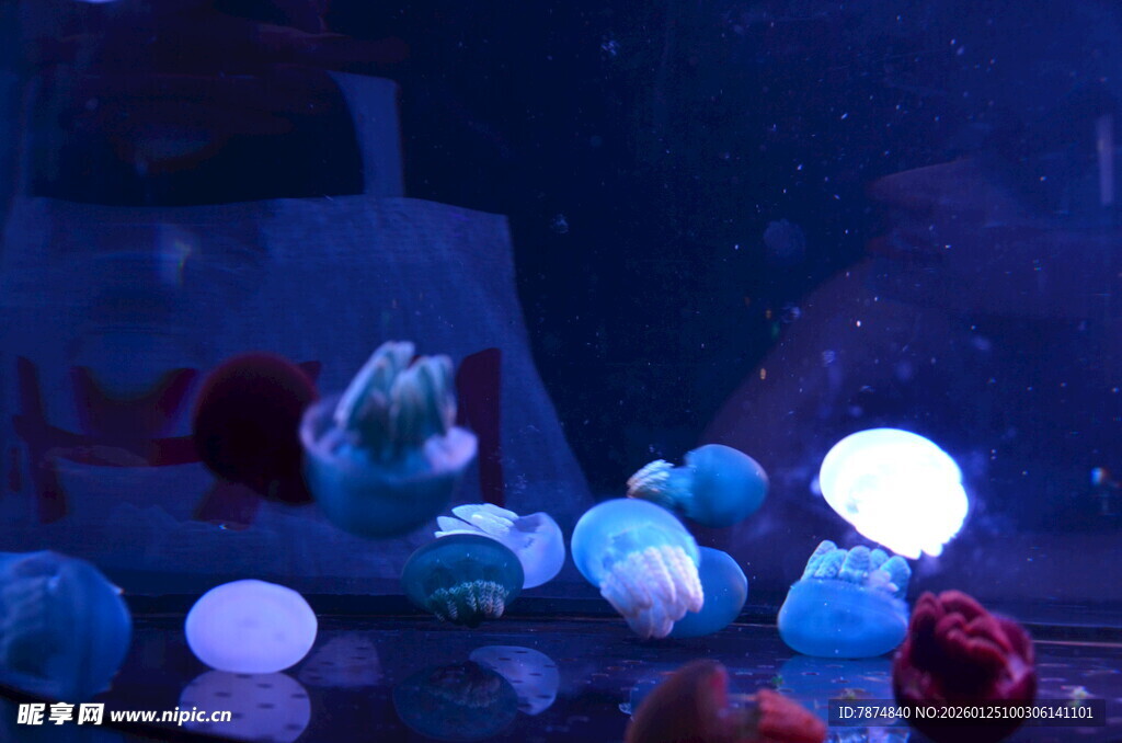 梦幻水母在水中悠然飘动