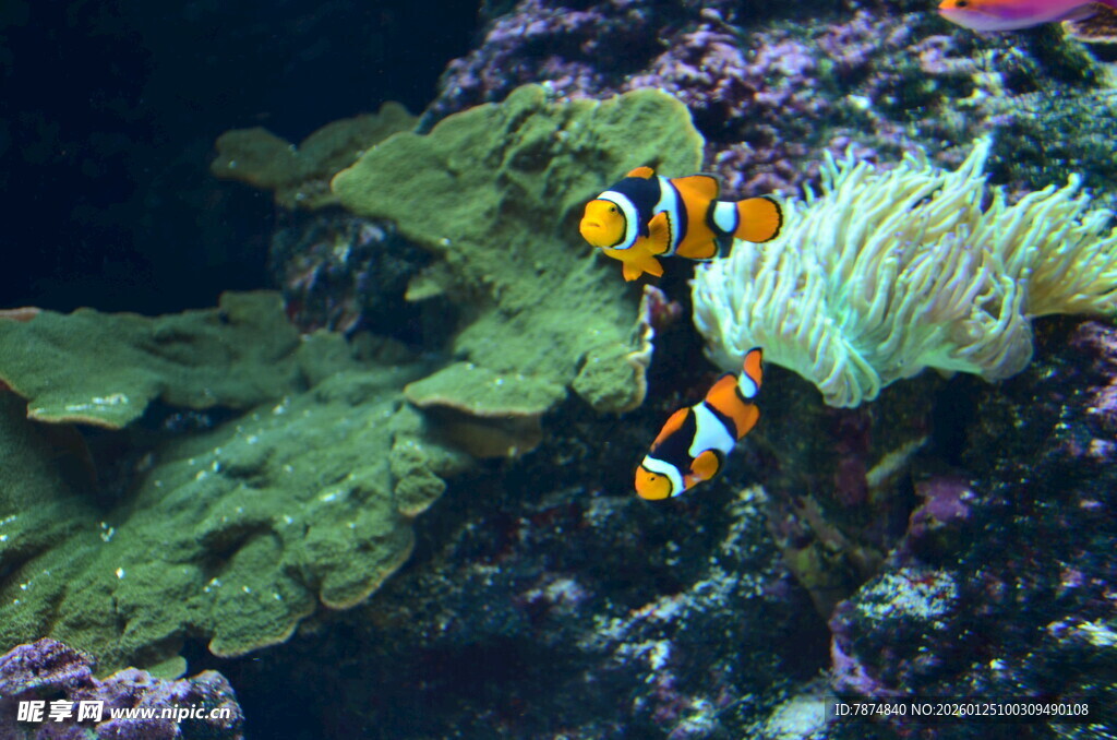 海底小丑鱼与珊瑚景观