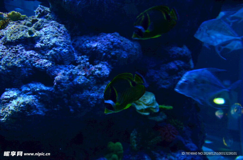 海底珊瑚与游动的热带鱼