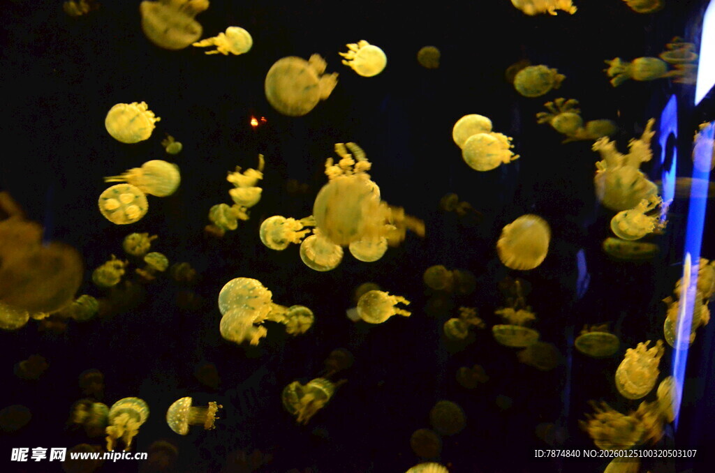 梦幻游动的金色水母
