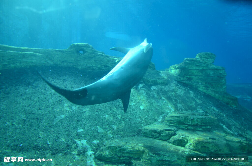 水中畅游的灵动海豚