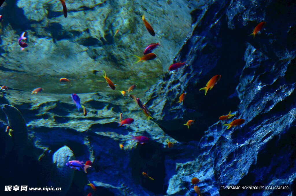 海底世界多彩鱼群景观