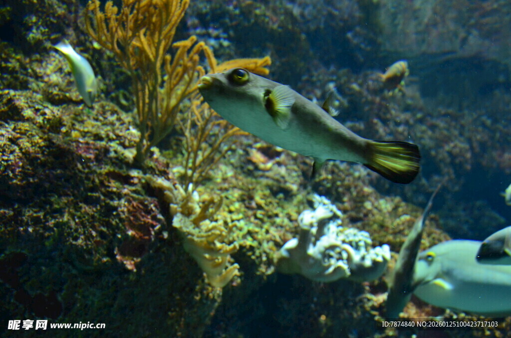 海底多彩鱼类与珊瑚景观