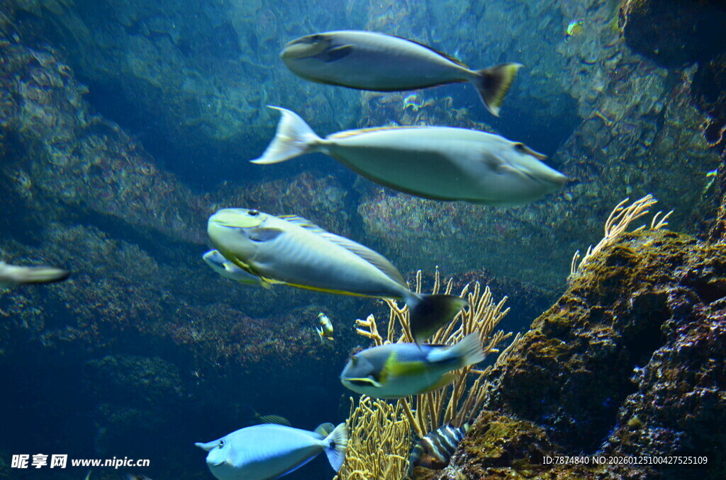 海底畅游的多彩鱼类